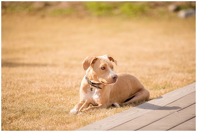 tusker-dog-regal-mutt-03