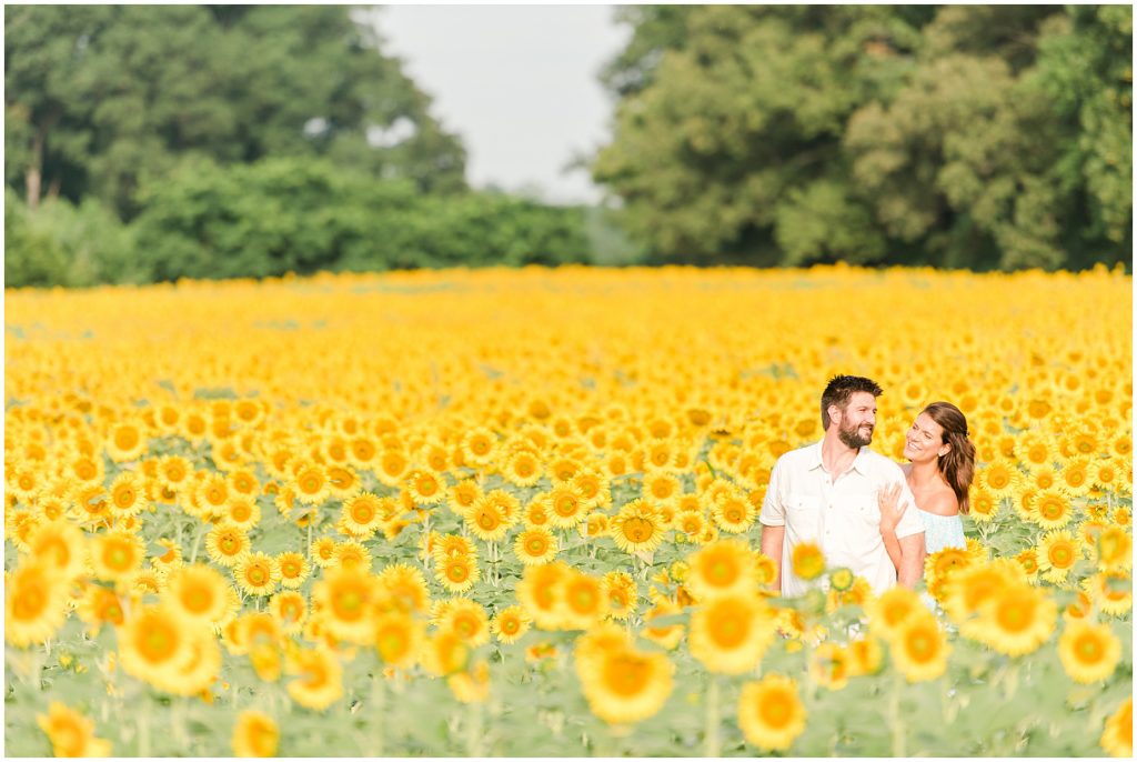 wide shot of engaged couple in sunflower fields Alvis Farms Virginia