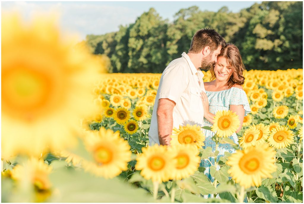 sunflower fields near richmond virginia in west end goochland