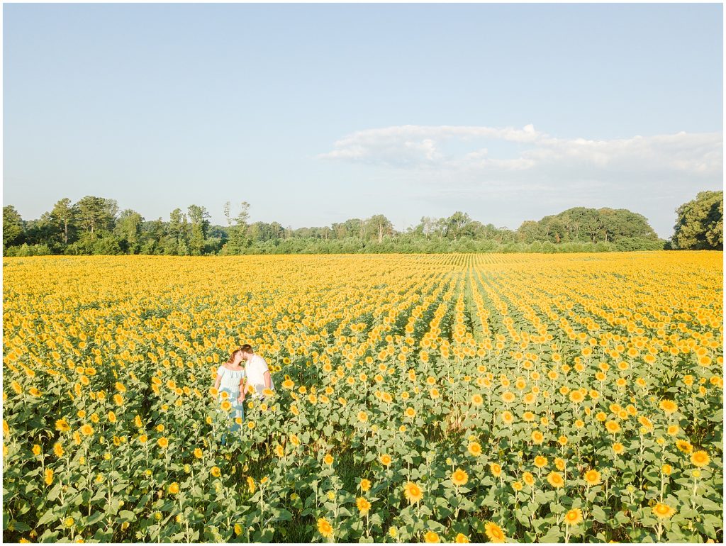 drone image sunflower field alvis farms richmond virginia