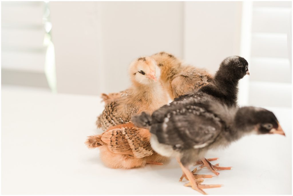 richmond baby chickens the chicks creek