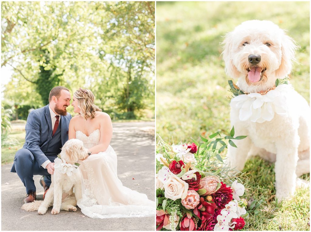 bride and groom with golden doodle dog at wedding richmond