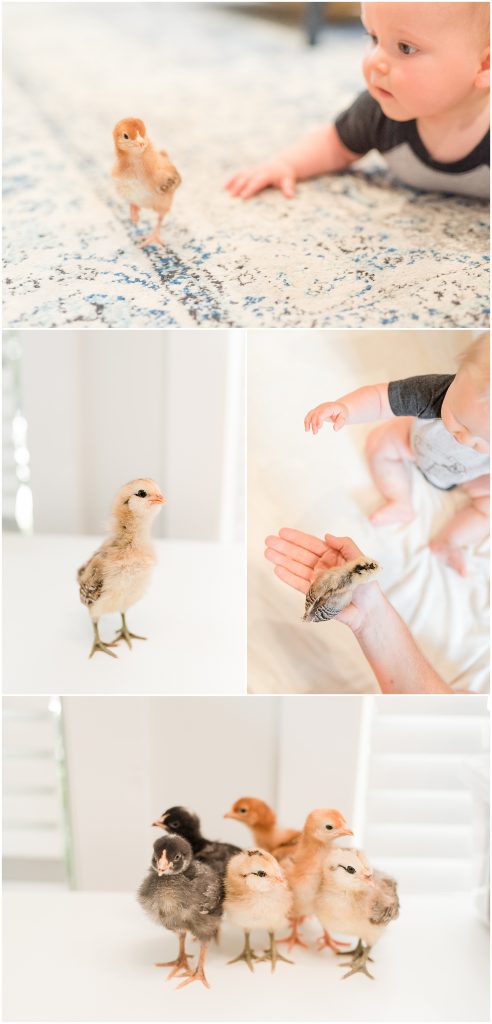 baby chicks together and walking around on table near baby boy