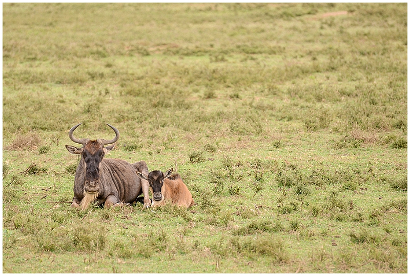 View More: http://michaelarcherphotography.pass.us/erica-africa