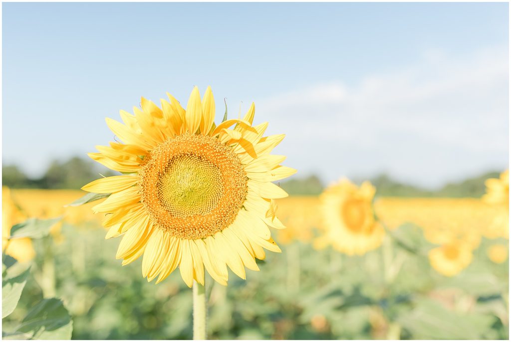 large sunflower field near richmond virginia
