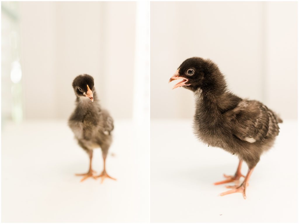 richmond baby chickens the chicks creek Barred Rock