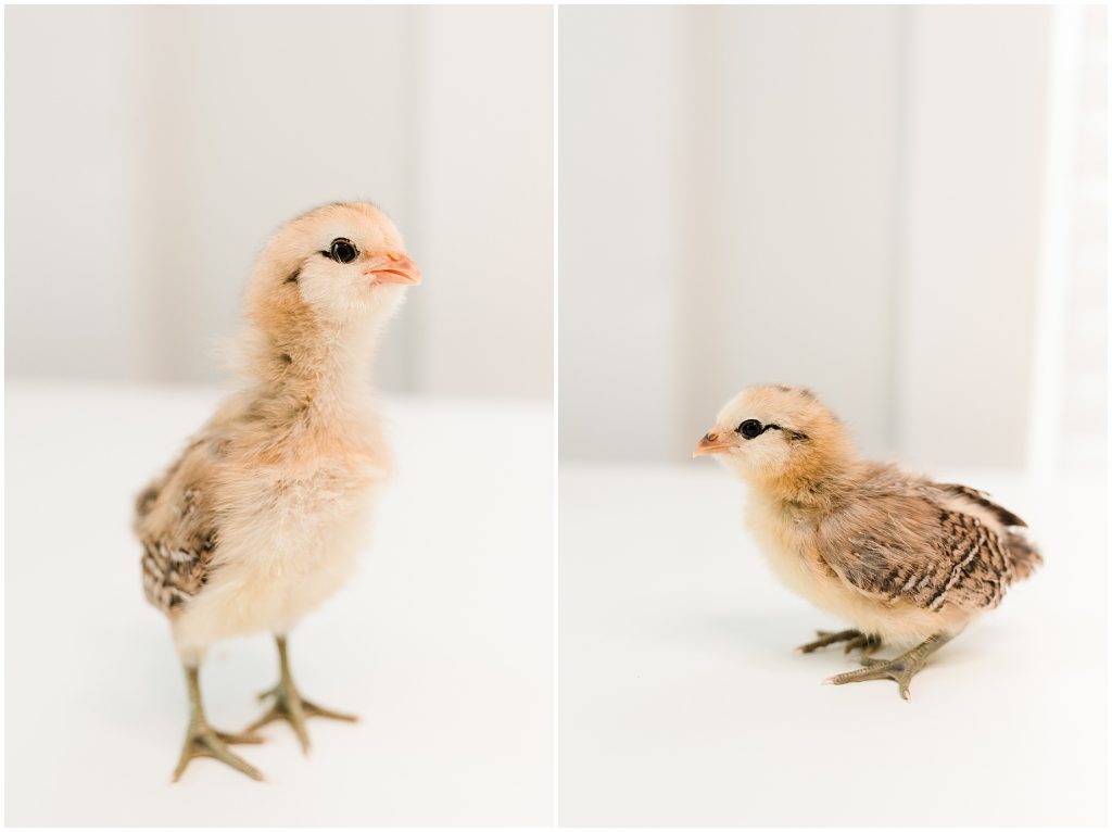 richmond baby chickens the chicks creek Ameraucana