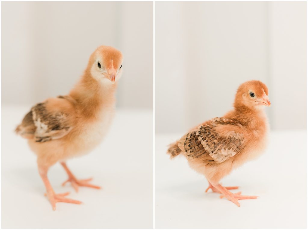 richmond baby chickens the chicks creek Rhode Island Red